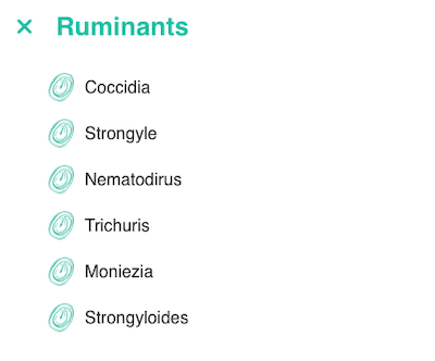 ruminants results