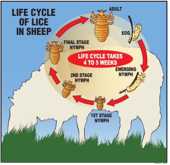 lice life cycle