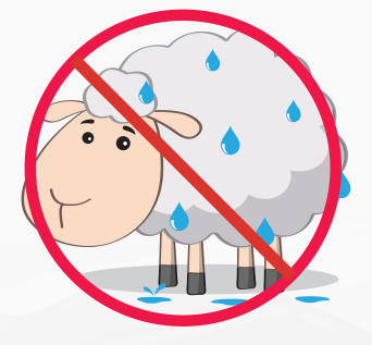 wet sheep