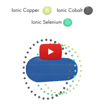 How Bimeda's Unique Soluble Glass Boluses Work